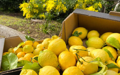 Une bière au citron de Menton qui conjugue artisanat et insertion sociale