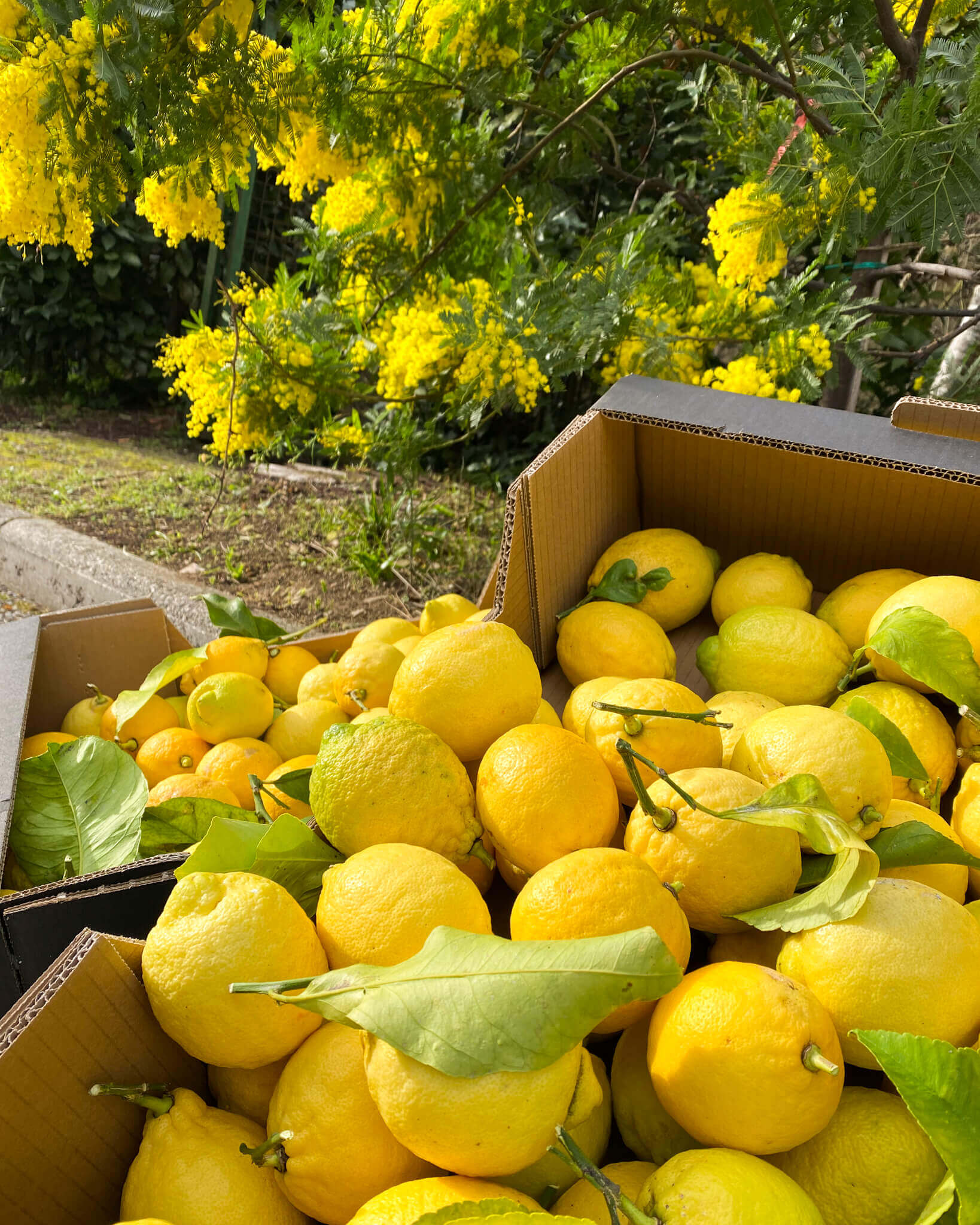 Citrons de Menton IGP